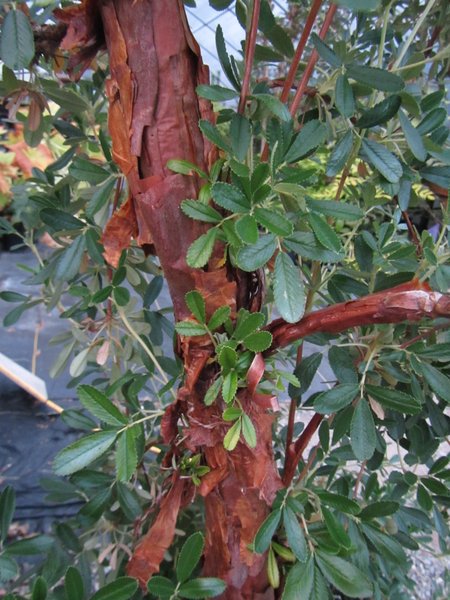 Polylepis tomentella subsp. incanoides BK10509.20
