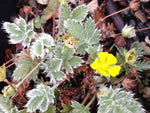 Potentilla biflora