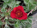 Potentilla 'Fire Flames'