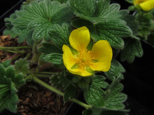 Potentilla hyparctica