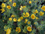 Potentilla hyparctica