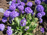 Primula denticulata - Blue Form