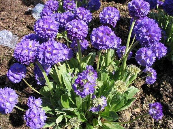 Primula denticulata - Blue Form