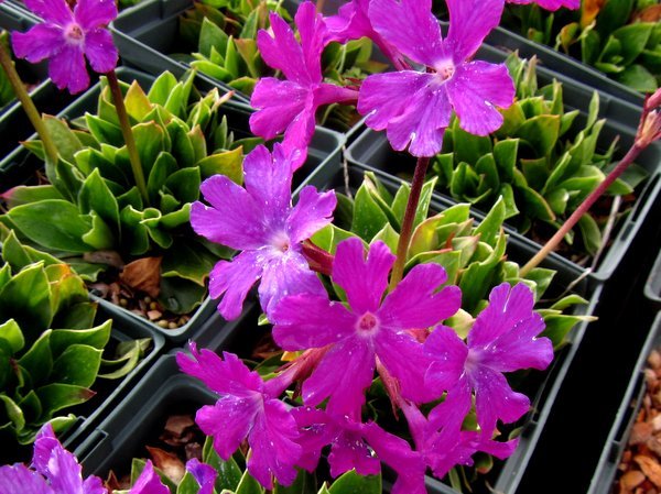 Primula glaucescens