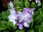 Primula sieboldii 'Musashino'