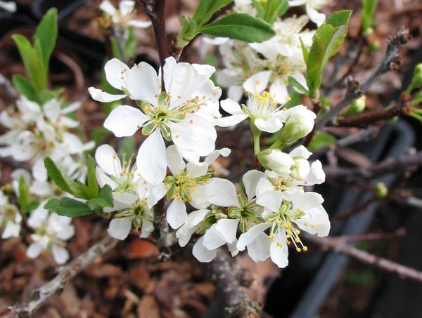 Prunus pumila var. depressa