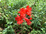 Epilobium canum ssp. latifolium CEH 2229