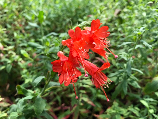 Epilobium canum ssp. latifolium CEH 2229