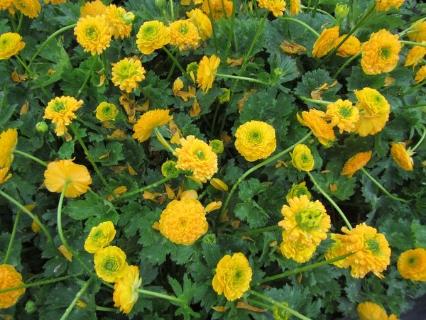 Ranunculus constantinopolitanus 'Plenus'