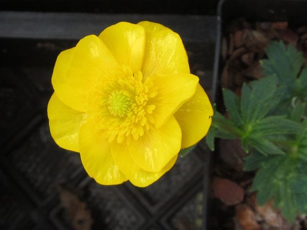 Ranunculus gouanii