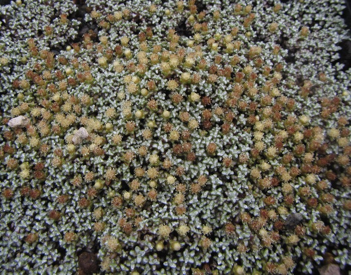 raoulia albosericea