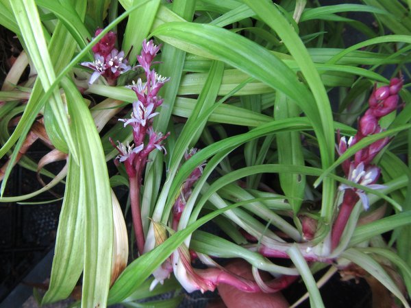Reineckea carnea