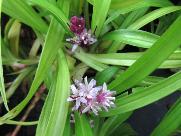 Reineckea carnea