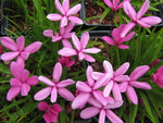 Rhodohypoxis milloides 'Damask'