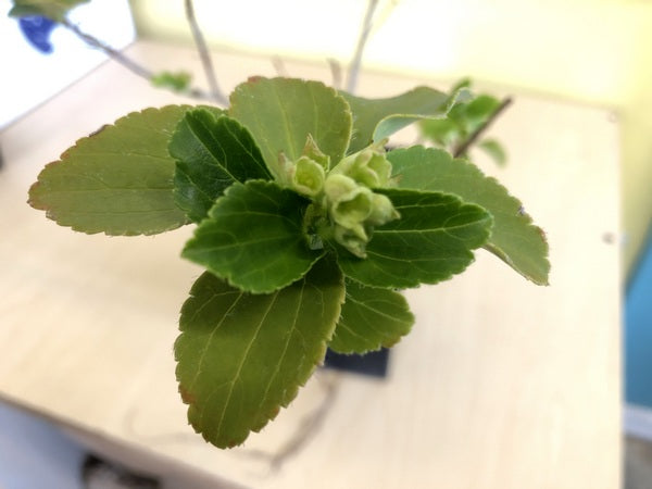 Ribes davidii SEH