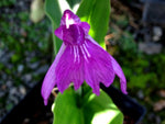 Roscoea cangshanensis BSWJ7848