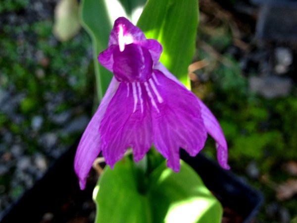 Roscoea cangshanensis BSWJ7848