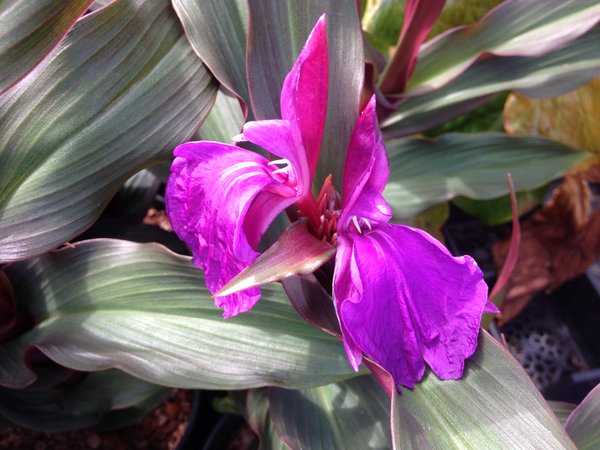 Roscoea purpurea 'Royal Purple Group'
