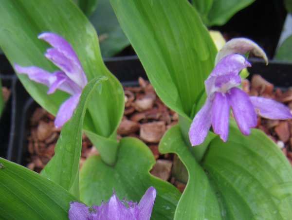 Roscoea tibetica