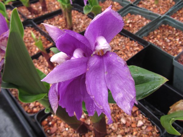 Roscoea humeana 'Primo'