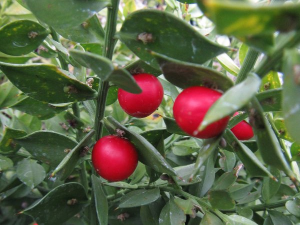 Ruscus aculeatus 'Wheeler's Variety'
