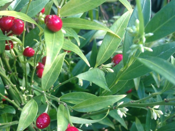 Sarcococca ruscifolia var. chinensis 'Dragon Gate'