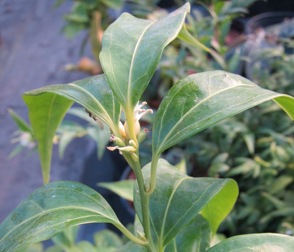 Sarcococca wallichii