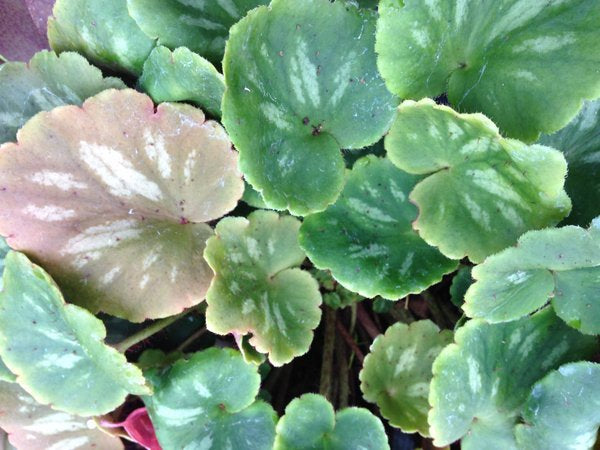 Saxifraga epiphylla DJHC0581