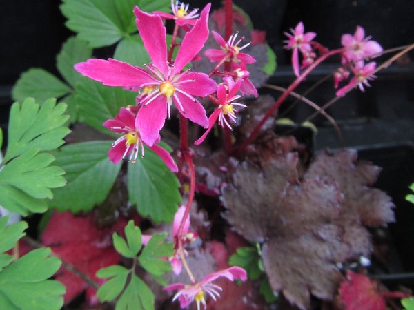 Saxifraga fortunei 'Black Ruby'