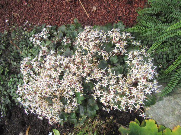 Saxifraga fortunei 'Mt Nachi'