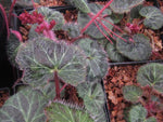 Saxifraga stolonifera 'Kinki Purple' BSWJ 4972