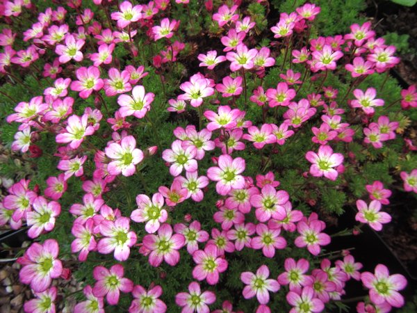Saxifraga x arendsii 'Peter Pan'