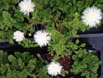 Serratula coronaria 'Alba'