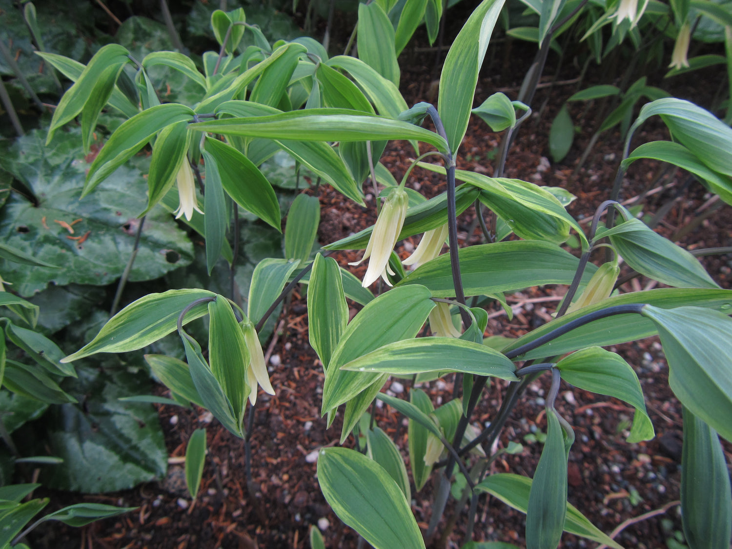 Uvularia sessilifolia 'Variegata'