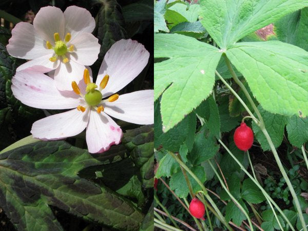 Sinopodophyllum (Podophyllum) hexandrum MD97150 ex Yunnan