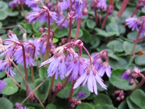 Soldanella montana
