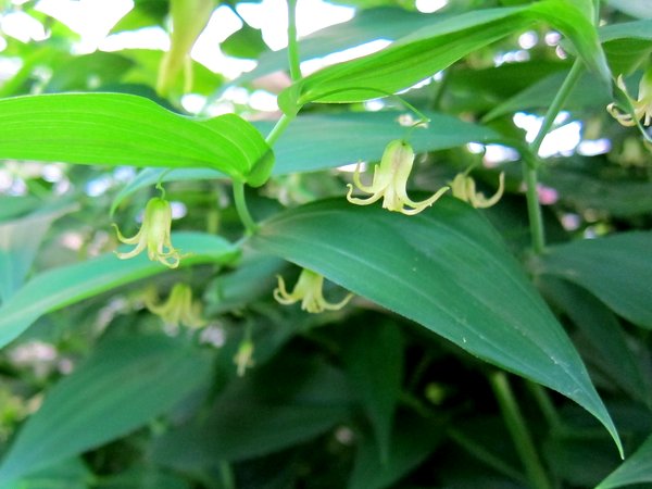 Streptopus amplexifolius