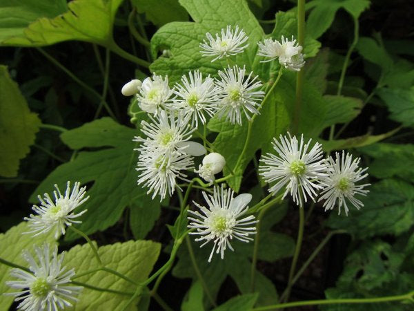 Trautvetteria applanata