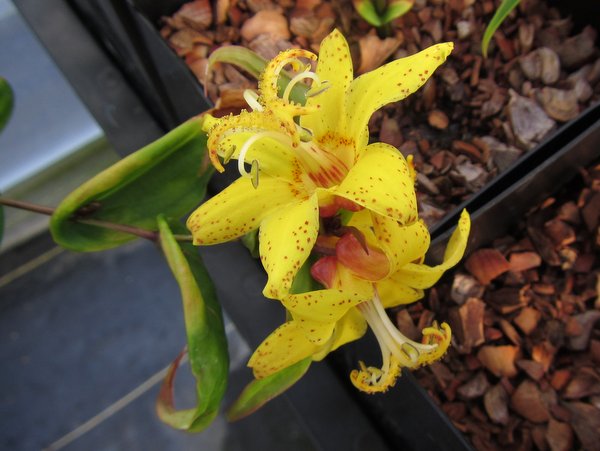 Tricyrtis perfoliata