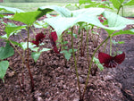 Trillium vaseyi