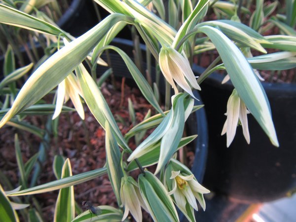 Uvularia sessilifolia 'Albomarginata'