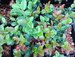 Vaccinium ovatum 'St. Andrews'