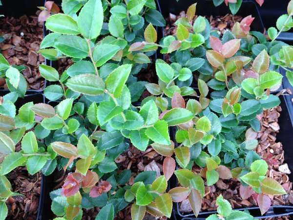 Vaccinium ovatum 'St. Andrews'