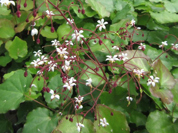 Vancouveria planipetala MD 04-027