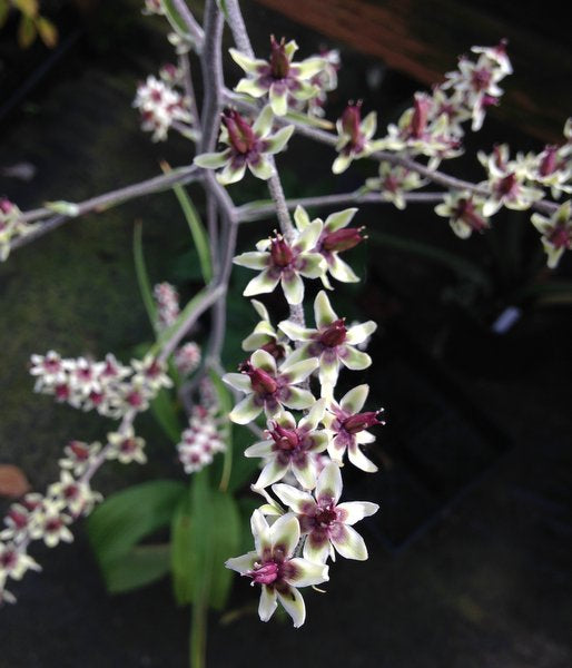 Veratrum cf. schindleri