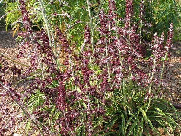 Veratrum formosanum BSWJ 1575 ex Taiwan