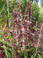 Veratrum formosanum ex Ardfearn