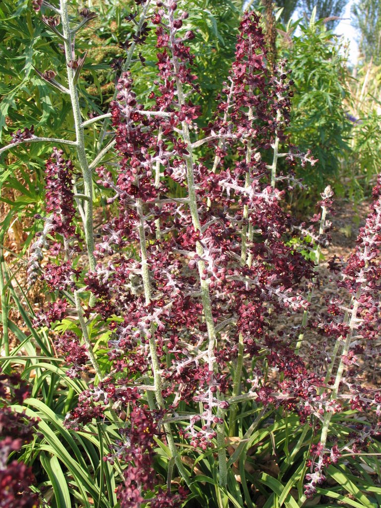 Veratrum formosanum ex Ardfearn
