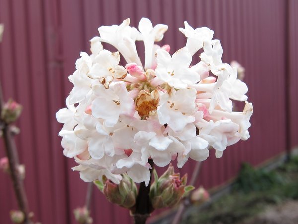 Viburnum x bodnantense 'Charles Lamont' AGM