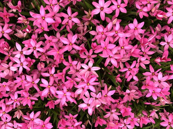 x Rhodoxis 'Ruby Giant'